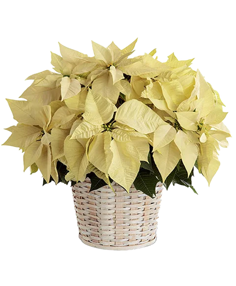 Poinsettia di Natale