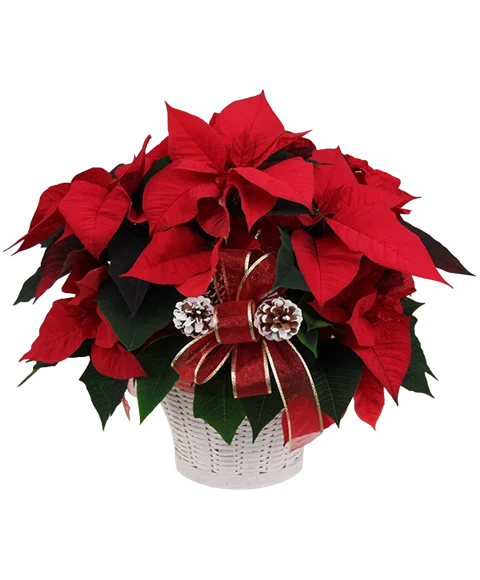 Poinsettia di Natale